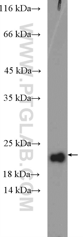 Western Blot (WB) analysis of COLO 320 cells using RPP21 Polyclonal antibody (16377-1-AP)