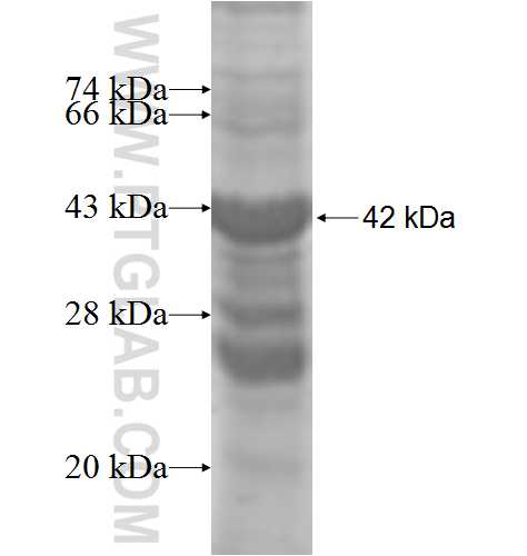 RPP21 fusion protein Ag9353 SDS-PAGE