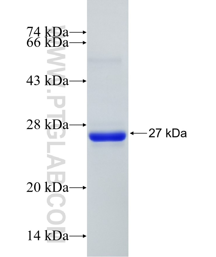 RPP25 fusion protein Ag7742 SDS-PAGE