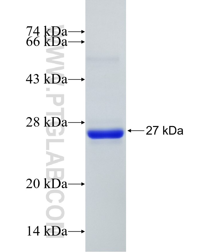 RPP25 fusion protein Ag7742 SDS-PAGE