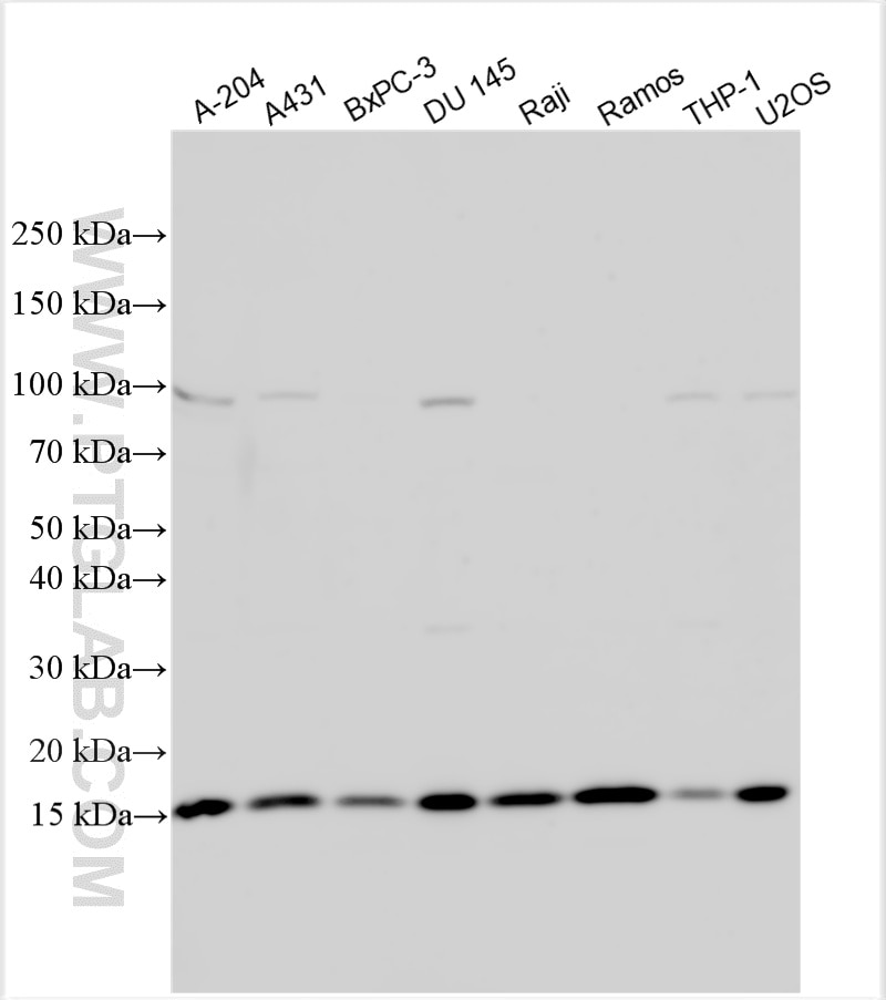 Western Blot (WB) analysis of various lysates using RPP25L Polyclonal antibody (33447-1-AP)