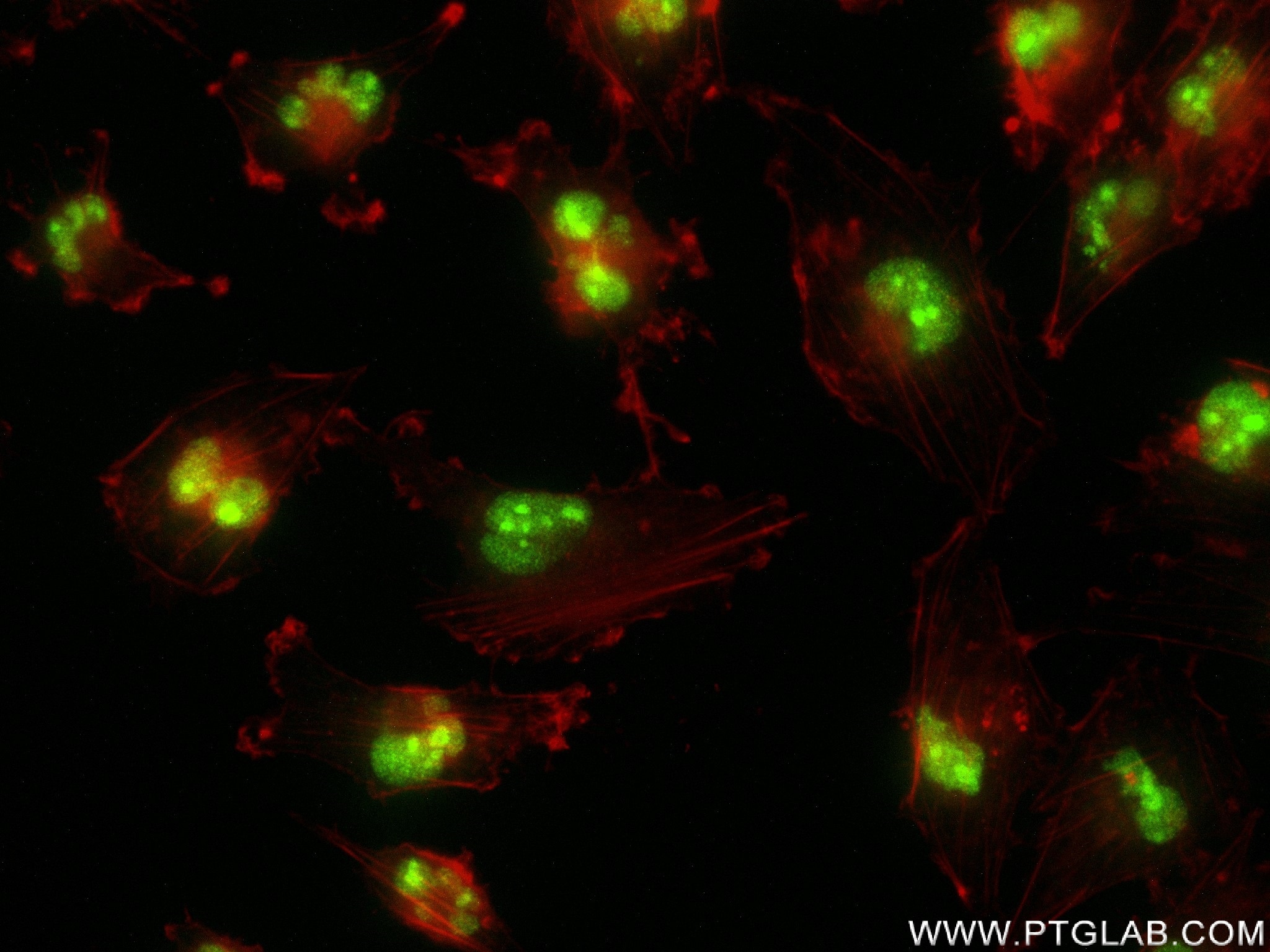 Immunofluorescence (IF) / fluorescent staining of U-251 cells using RPP30 Recombinant antibody (83481-5-RR)