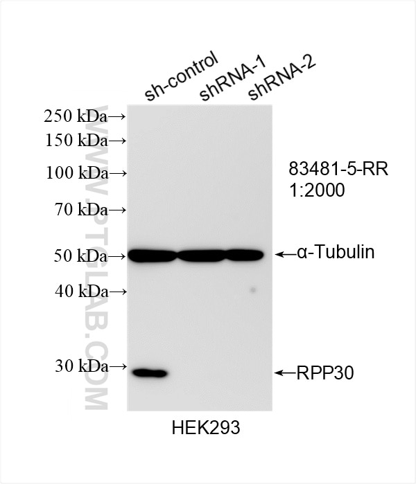 Western Blot (WB) analysis of HEK-293 cells using RPP30 Recombinant antibody (83481-5-RR)