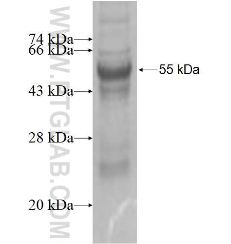 RPP30 fusion protein Ag8600 SDS-PAGE