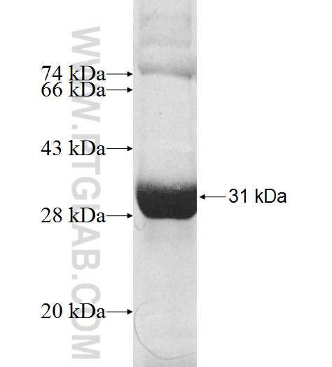 RPP30 fusion protein Ag8824 SDS-PAGE