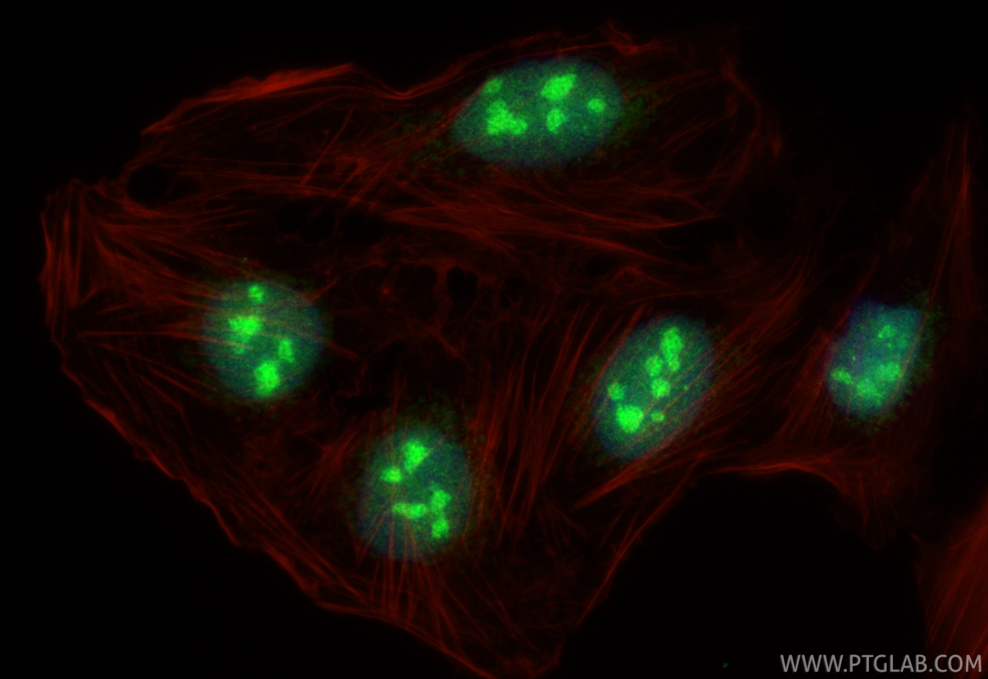 Immunofluorescence (IF) / fluorescent staining of U2OS cells using RPP38 Polyclonal antibody (12874-1-AP)