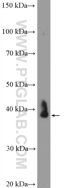 Western Blot (WB) analysis of mouse liver tissue using RPP38 Polyclonal antibody (12874-1-AP)