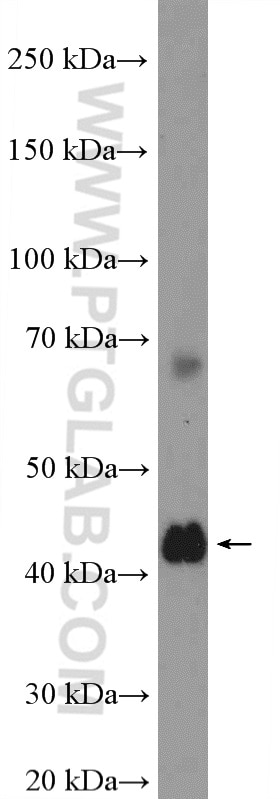 Western Blot (WB) analysis of rat liver tissue using RPP38 Polyclonal antibody (12874-1-AP)