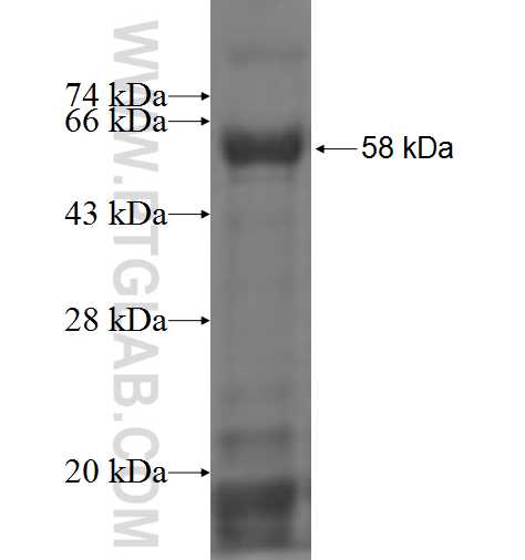 RPP38 fusion protein Ag3552 SDS-PAGE