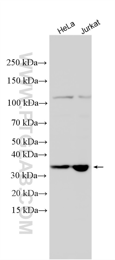 Various lysates were subjected to SDS PAGE followed by western blot with 24542-1-AP (RPRD1B antibody) at dilution of 1:1000 incubated at room temperature for 1.5 hours. Western Blot (WB) analysis of various lysates using RPRD1B Polyclonal antibody (24542-1-AP)