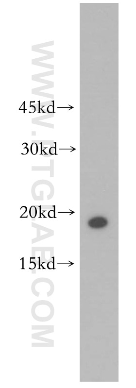 Western Blot (WB) analysis of Raji cells using RPS10 Polyclonal antibody (14894-1-AP)