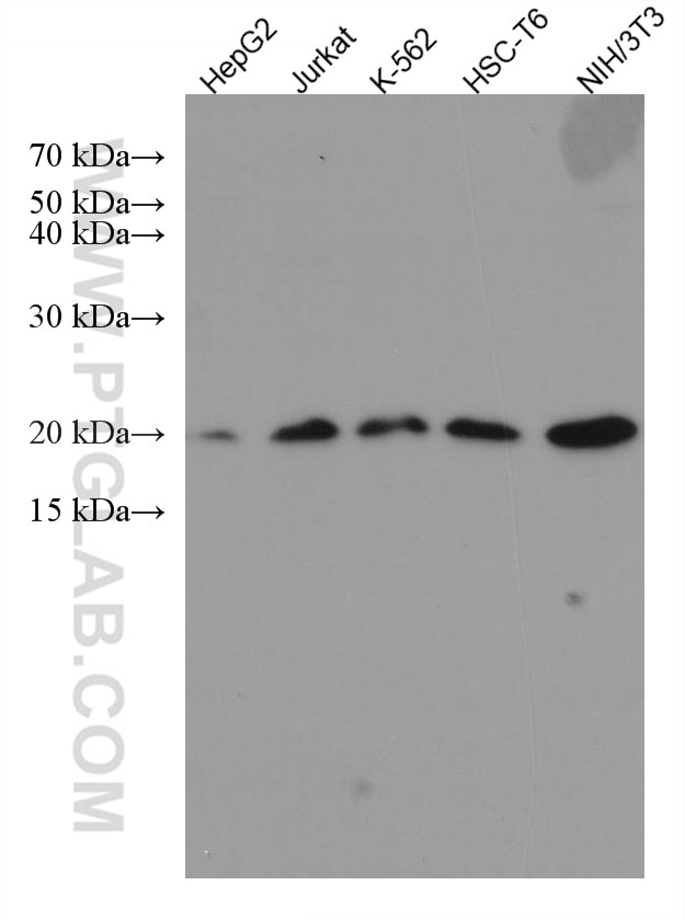 Western Blot (WB) analysis of various lysates using RPS10 Monoclonal antibody (67609-1-Ig)