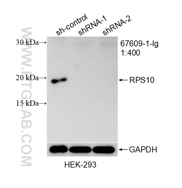 Western Blot (WB) analysis of HEK-293 cells using RPS10 Monoclonal antibody (67609-1-Ig)