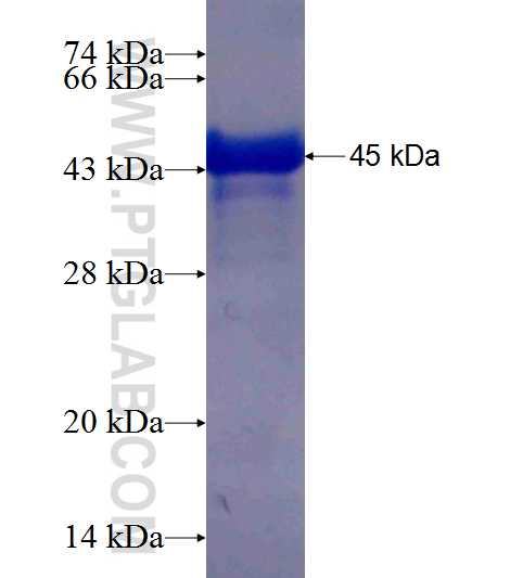 RPS10 fusion protein Ag6683 SDS-PAGE
