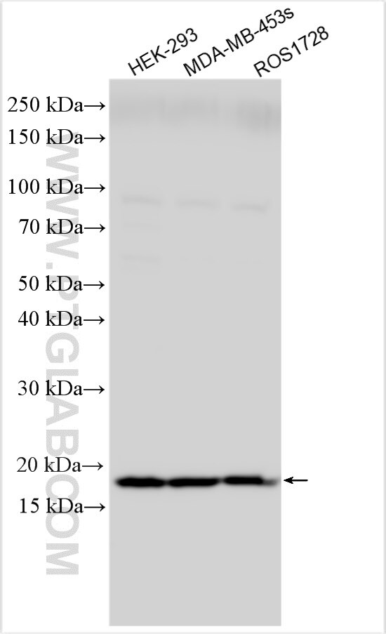 Western Blot (WB) analysis of various lysates using RPS11 Polyclonal antibody (15942-1-AP)