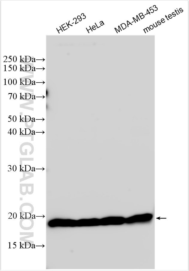 WB analysis using 31204-1-AP