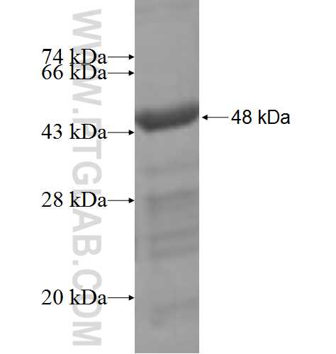 RPS11 fusion protein Ag8346 SDS-PAGE