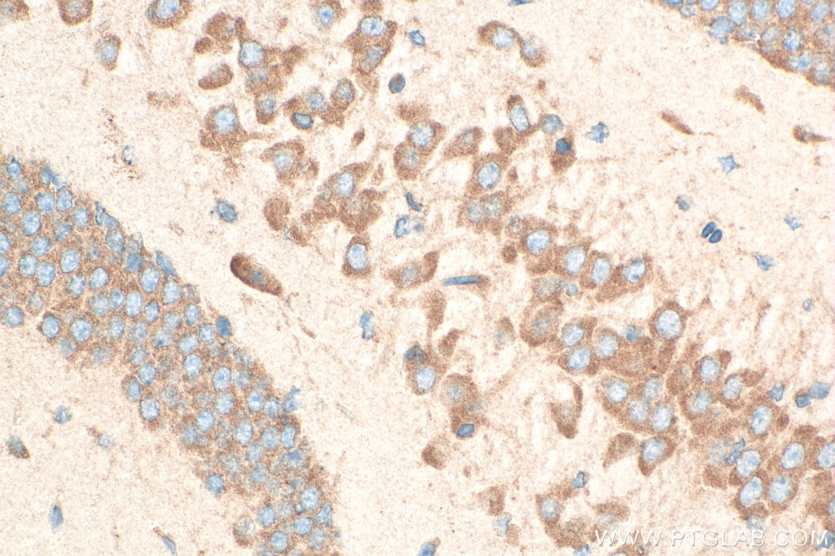 Immunohistochemistry (IHC) staining of mouse brain tissue using RPS12 Polyclonal antibody (16490-1-AP)