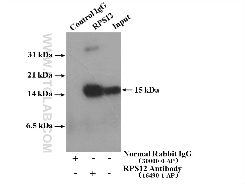 Immunoprecipitation (IP) experiment of HeLa cells using RPS12 Polyclonal antibody (16490-1-AP)