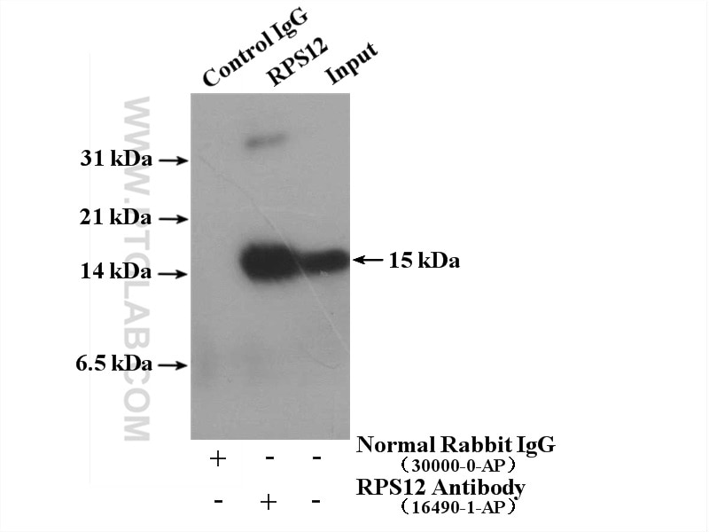 Immunoprecipitation (IP) experiment of HeLa cells using RPS12 Polyclonal antibody (16490-1-AP)