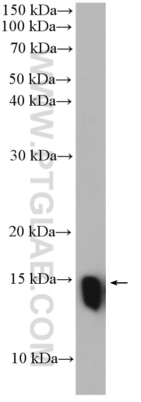 WB analysis of HeLa using 16490-1-AP