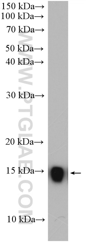 Western Blot (WB) analysis of NIH/3T3 cells using RPS12 Polyclonal antibody (16490-1-AP)