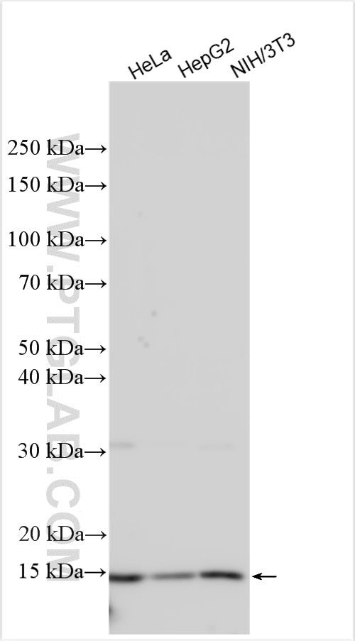 Western Blot (WB) analysis of various lysates using RPS12 Polyclonal antibody (16490-1-AP)