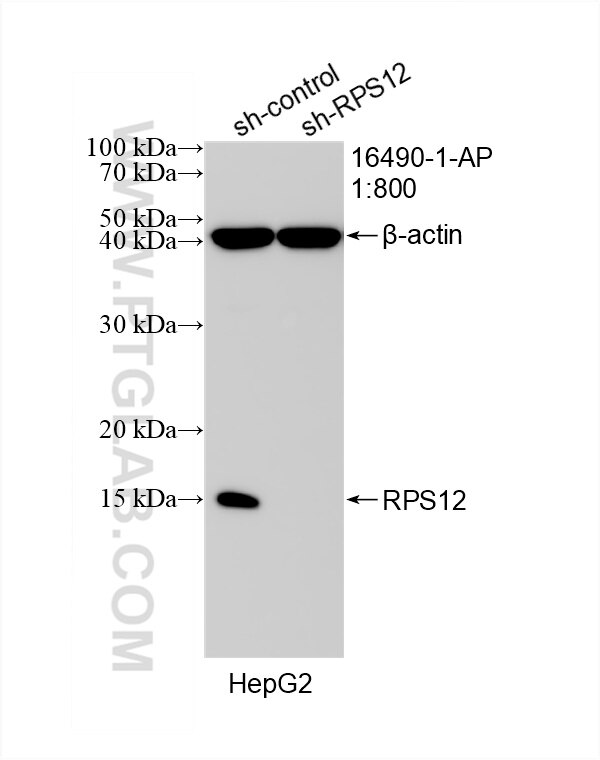 Western Blot (WB) analysis of HepG2 cells using RPS12 Polyclonal antibody (16490-1-AP)