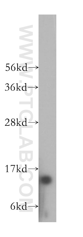 Western Blot (WB) analysis of MCF-7 cells using RPS12 Polyclonal antibody (16490-1-AP)