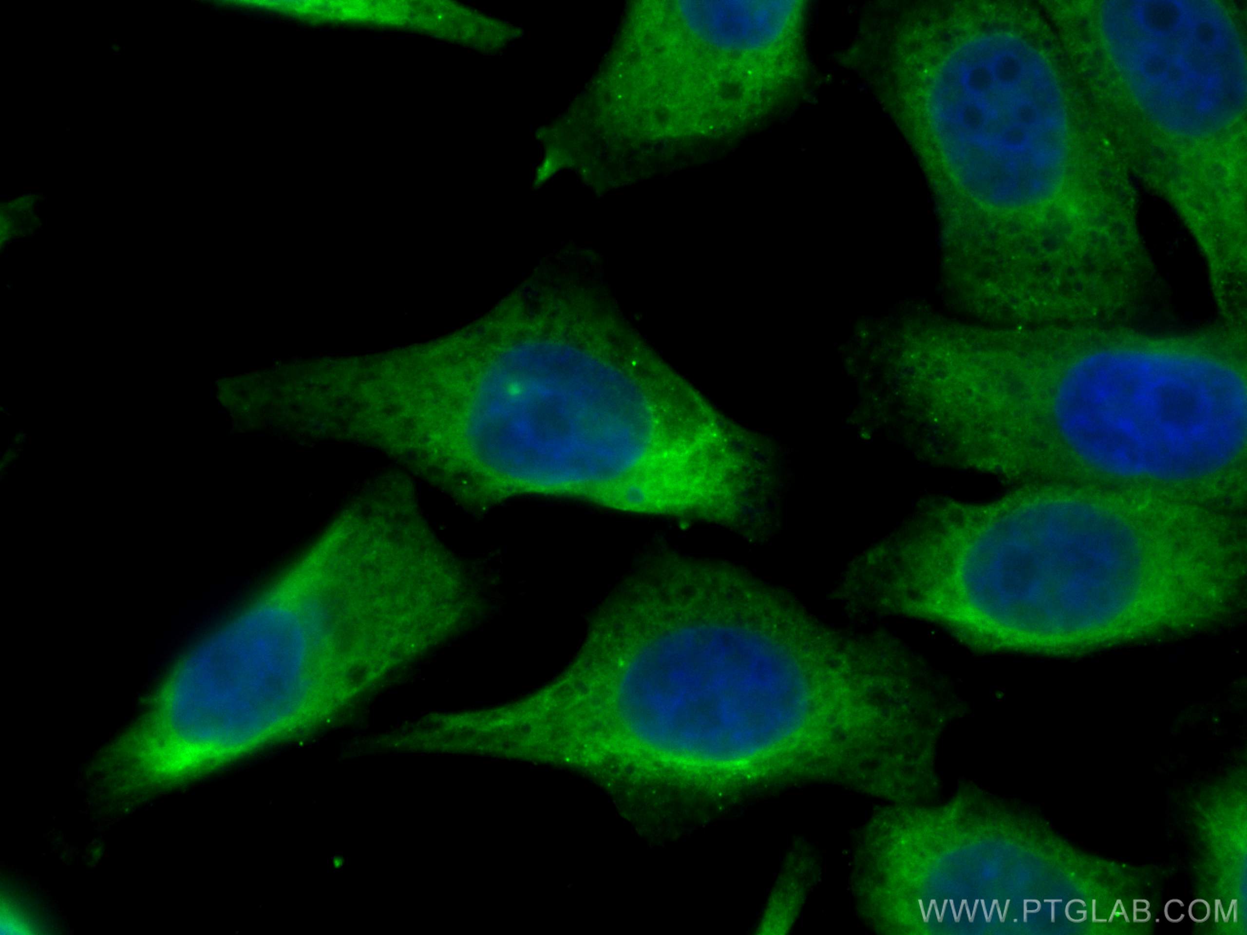 Immunofluorescence (IF) / fluorescent staining of HepG2 cells using RPS12 Monoclonal antibody (67683-1-Ig)