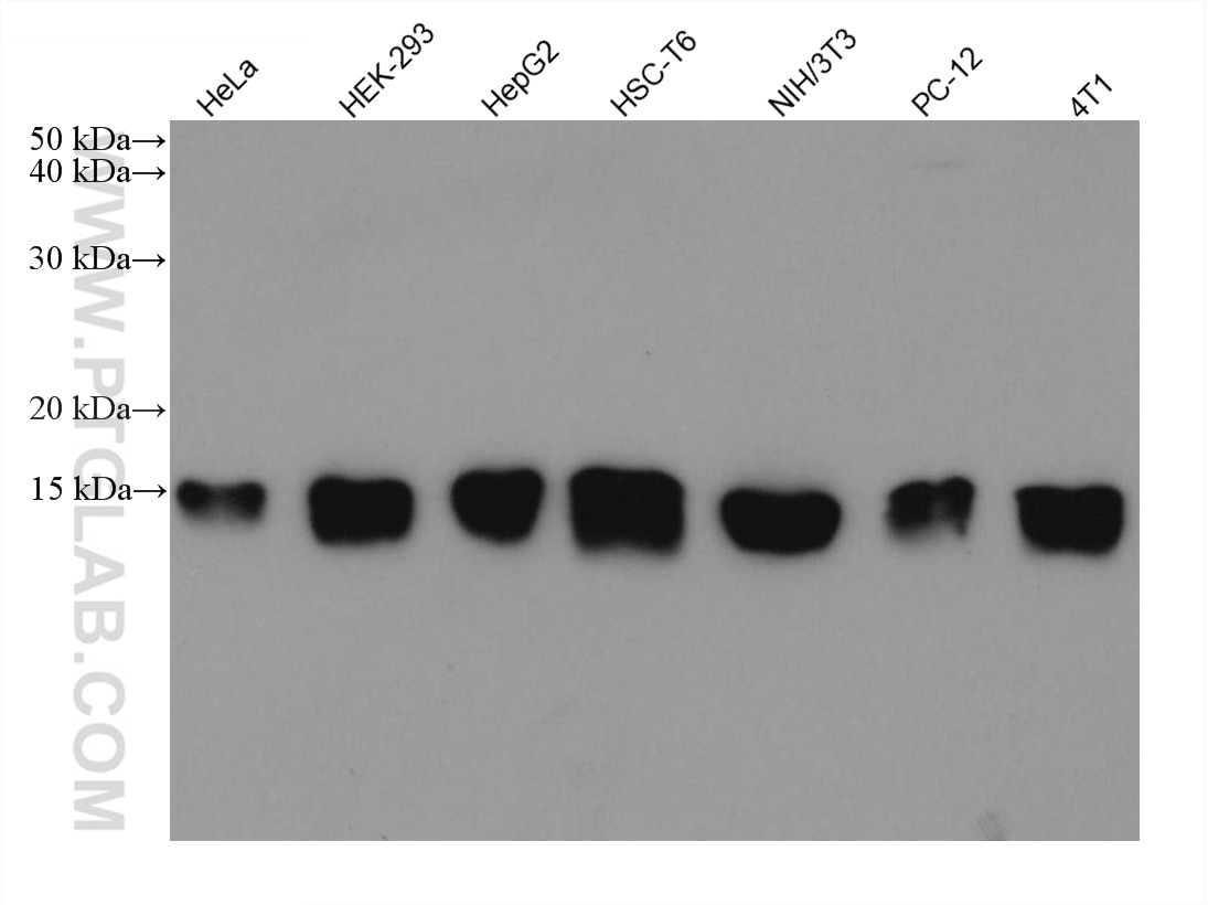 Western Blot (WB) analysis of various lysates using RPS12 Monoclonal antibody (67683-1-Ig)