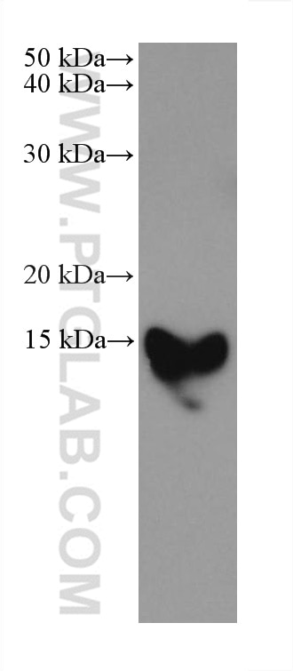 Western Blot (WB) analysis of NCI-H1299 cells using RPS12 Monoclonal antibody (67683-1-Ig)