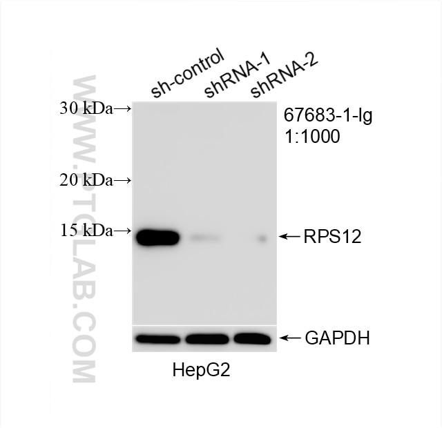 Western Blot (WB) analysis of HepG2 cells using RPS12 Monoclonal antibody (67683-1-Ig)