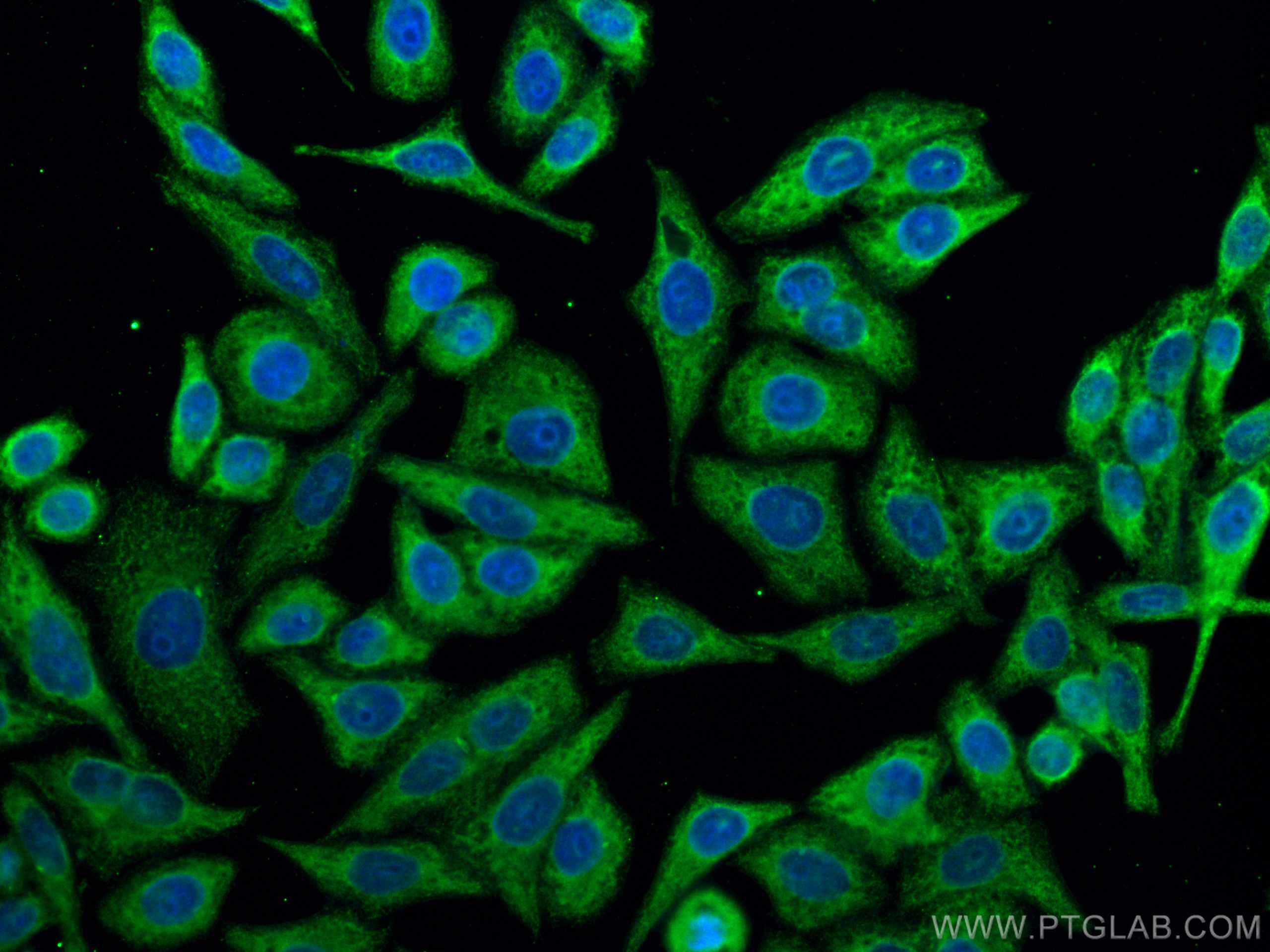 Immunofluorescence (IF) / fluorescent staining of HepG2 cells using CoraLite® Plus 488-conjugated RPS12 Monoclonal ant (CL488-67683)