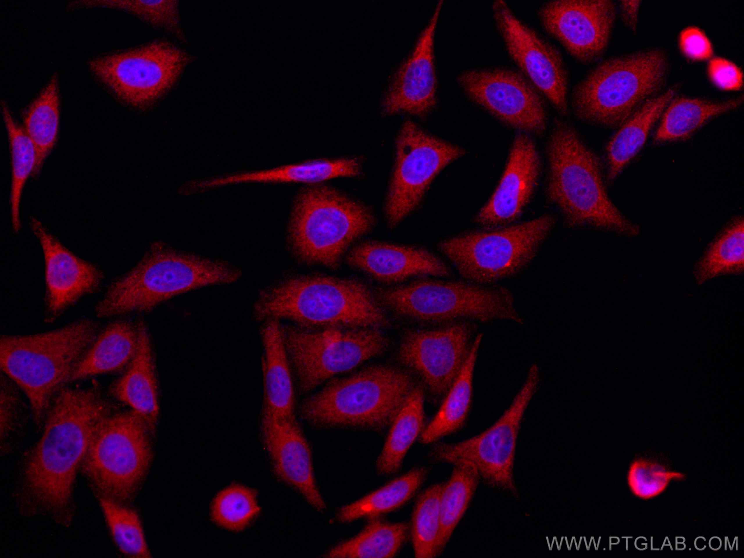 Immunofluorescence (IF) / fluorescent staining of HepG2 cells using CoraLite®594-conjugated RPS12 Monoclonal antibody (CL594-67683)