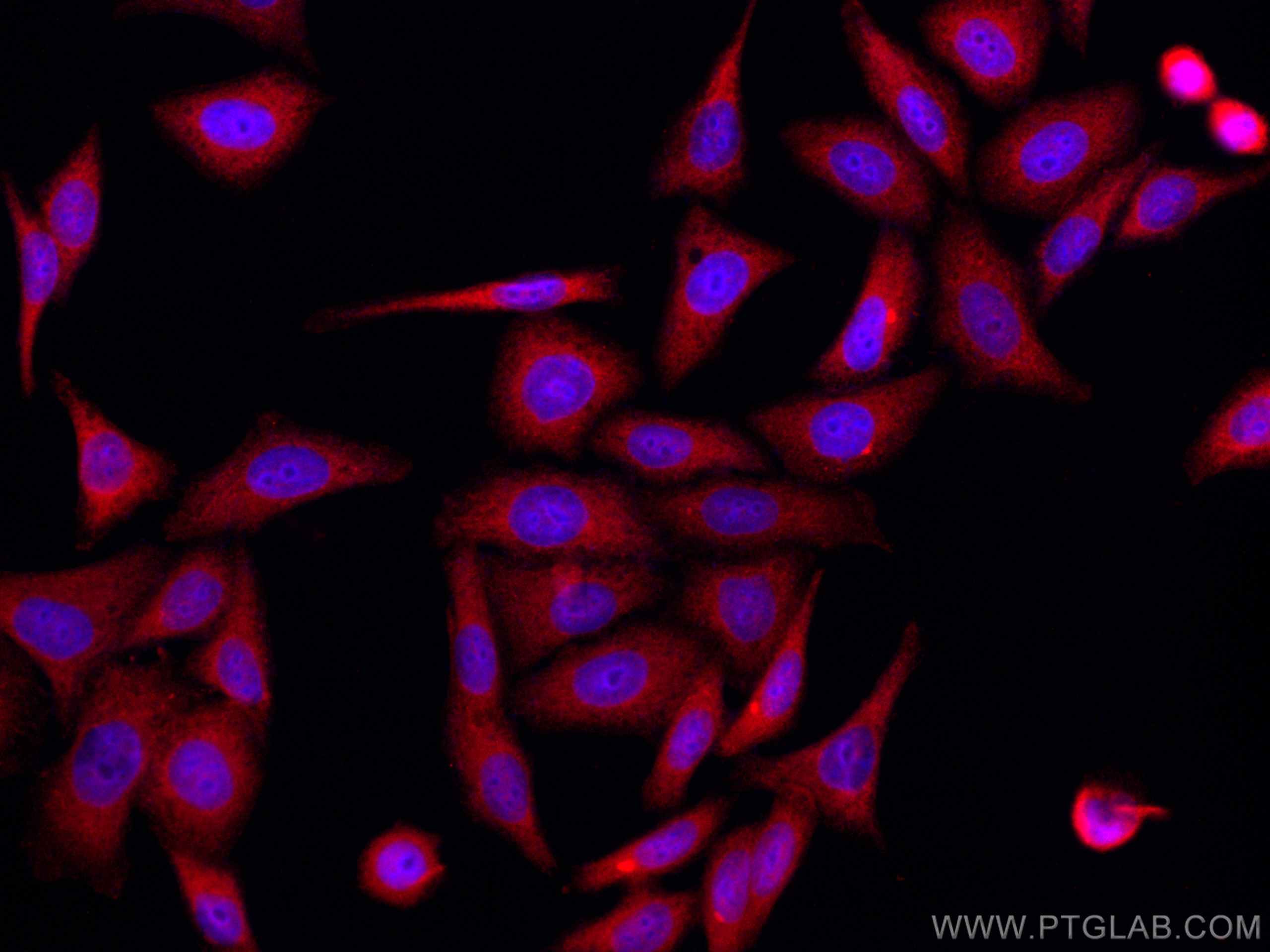 IF Staining of HepG2 using CL594-67683