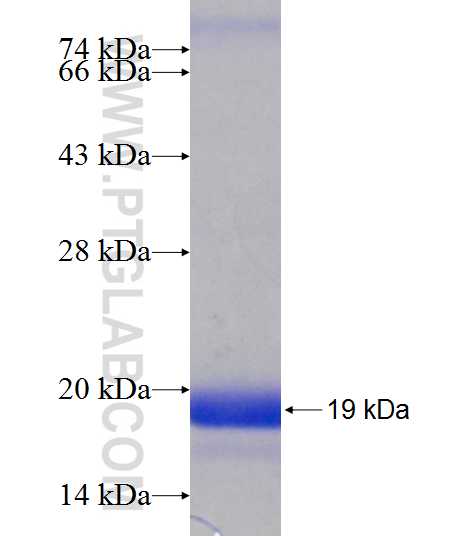 RPS12 fusion protein Ag9649 SDS-PAGE