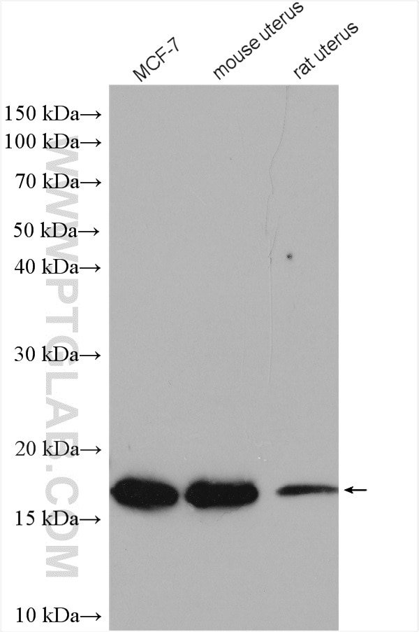 Western Blot (WB) analysis of various lysates using RPS13 Polyclonal antibody (16680-1-AP)