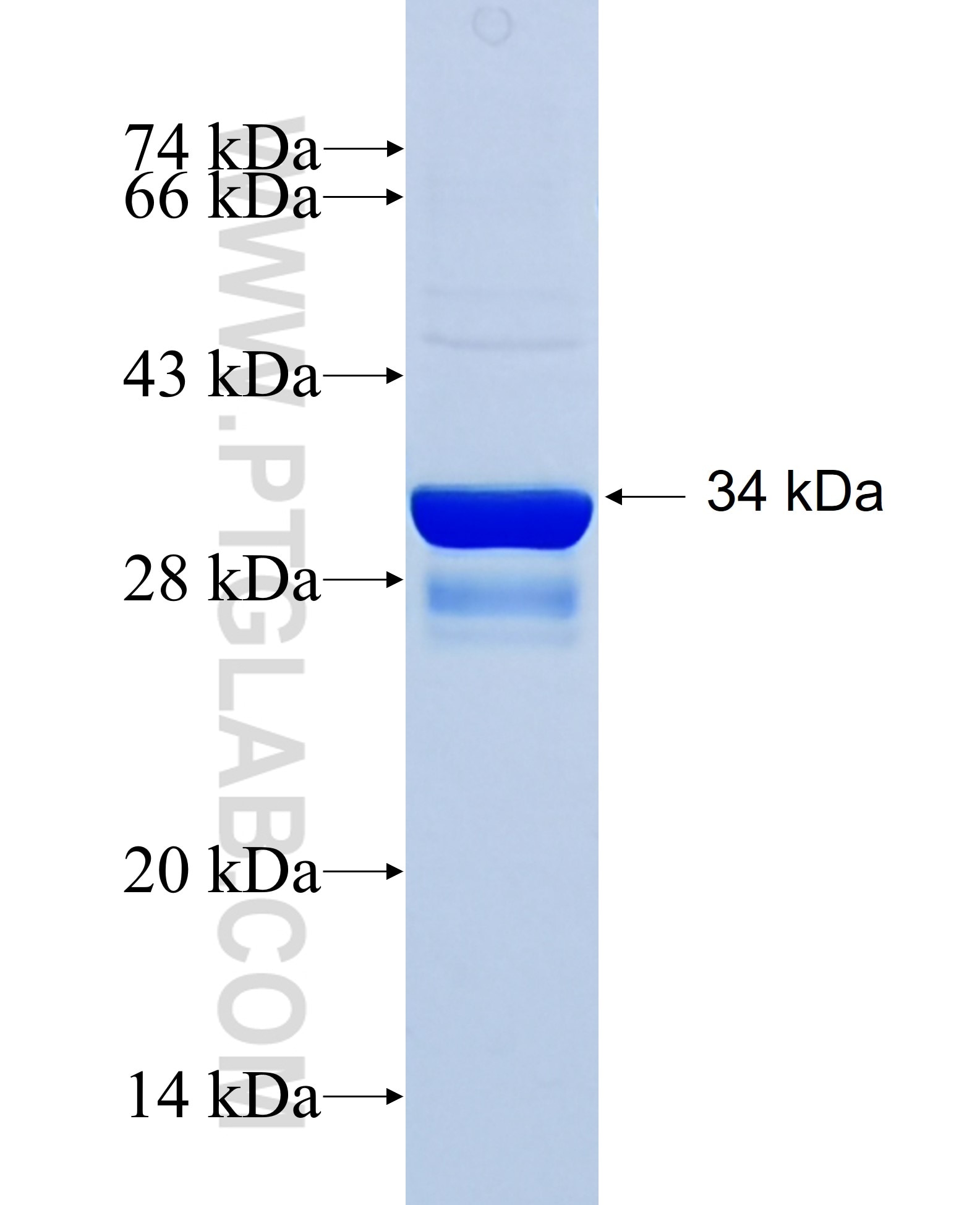 RPS13 fusion protein Ag29096 SDS-PAGE