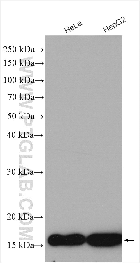 Western Blot (WB) analysis of various lysates using RPS14 Polyclonal antibody (16683-1-AP)