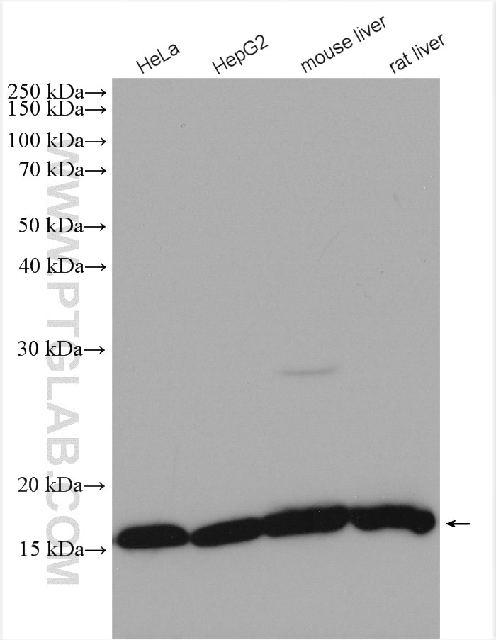 Western Blot (WB) analysis of various lysates using RPS14 Polyclonal antibody (16683-1-AP)