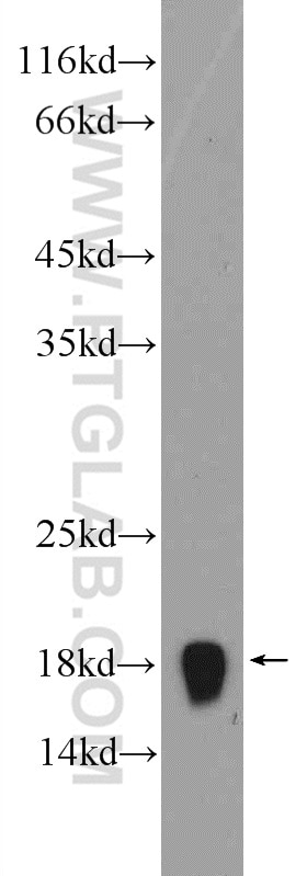 Western Blot (WB) analysis of mouse liver tissue using RPS14 Polyclonal antibody (16683-1-AP)