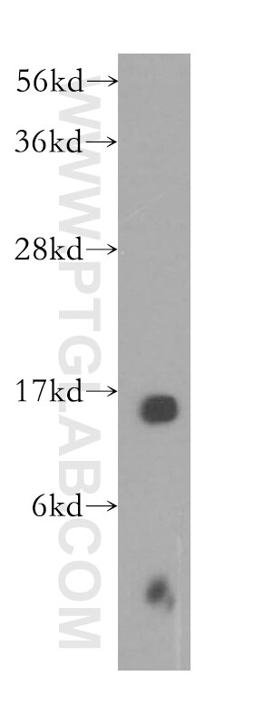 Western Blot (WB) analysis of HeLa cells using RPS14 Polyclonal antibody (16683-1-AP)