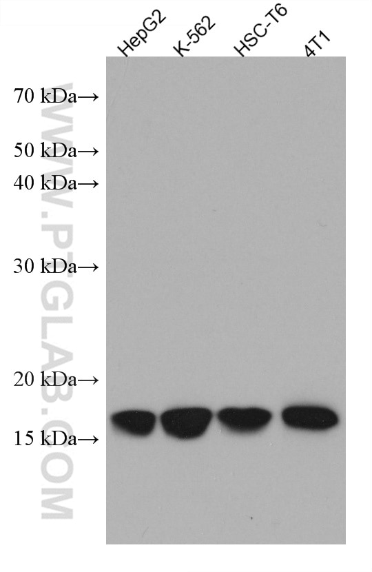 Western Blot (WB) analysis of various lysates using RPS14 Monoclonal antibody (67566-1-Ig)