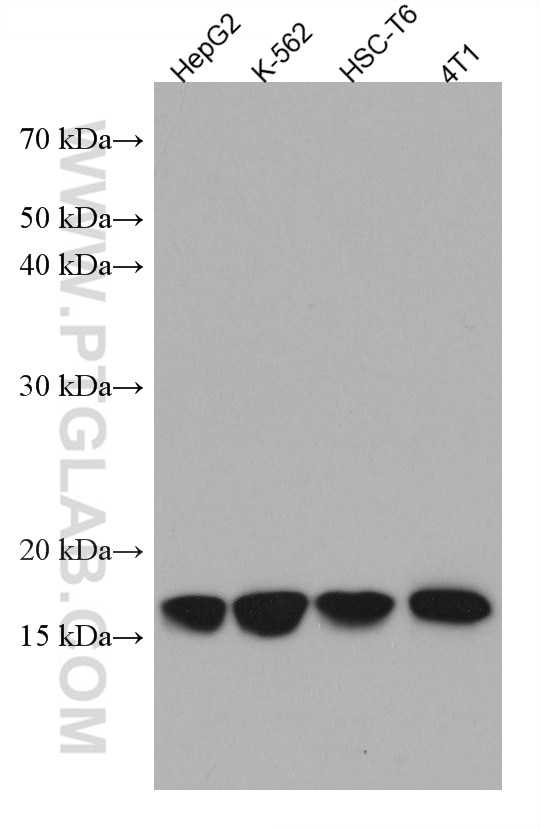 WB analysis using 67566-1-Ig