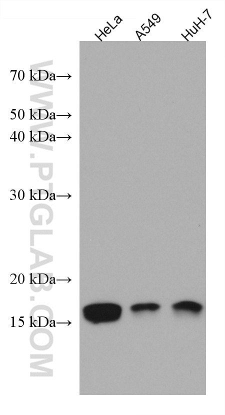 Western Blot (WB) analysis of various lysates using RPS14 Monoclonal antibody (67566-1-Ig)