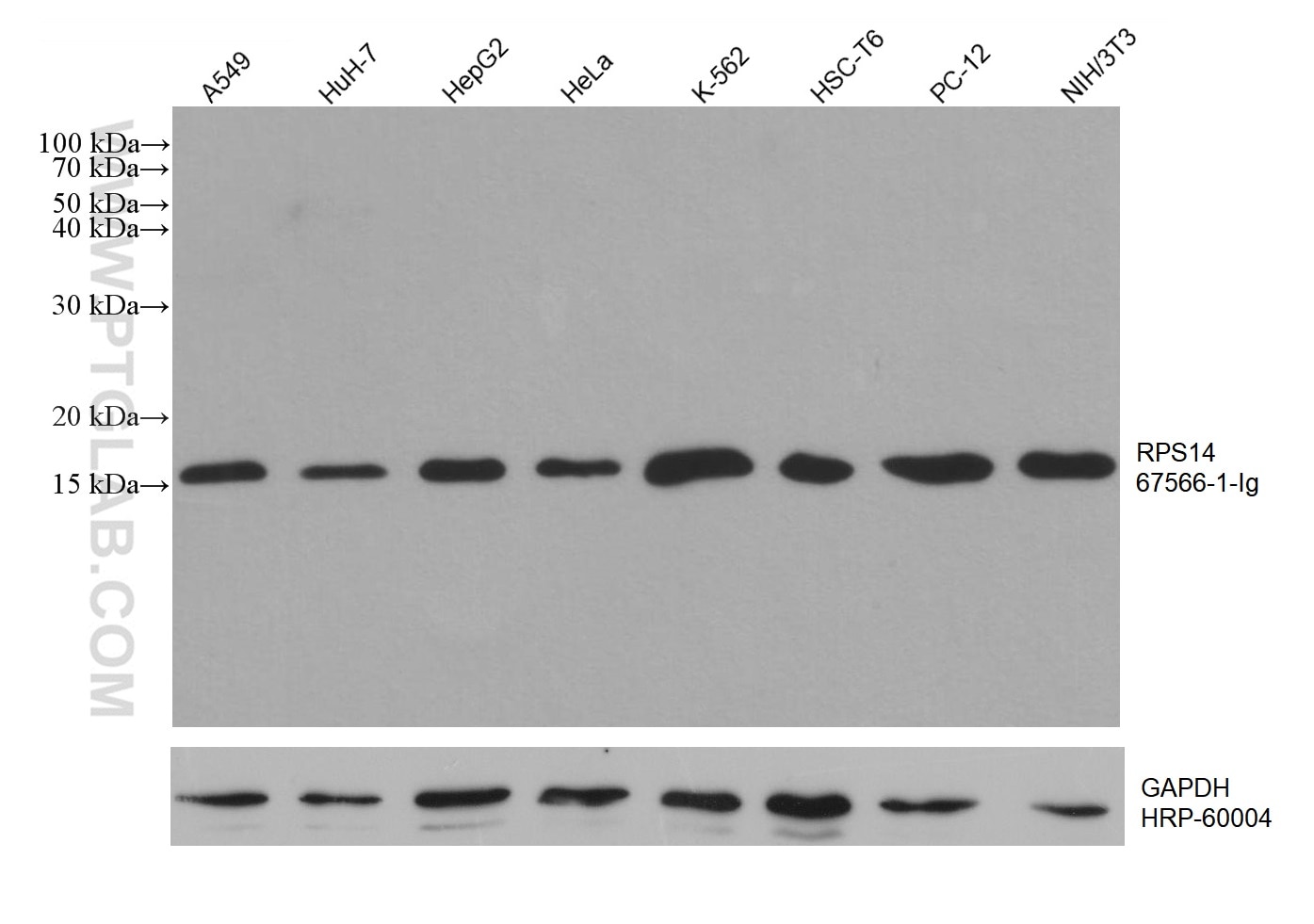 Western Blot (WB) analysis of various lysates using RPS14 Monoclonal antibody (67566-1-Ig)