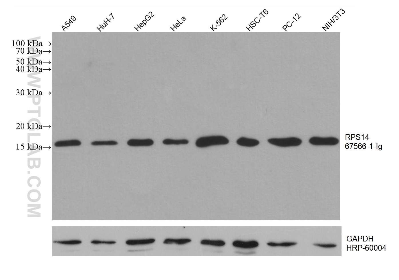 WB analysis using 67566-1-Ig