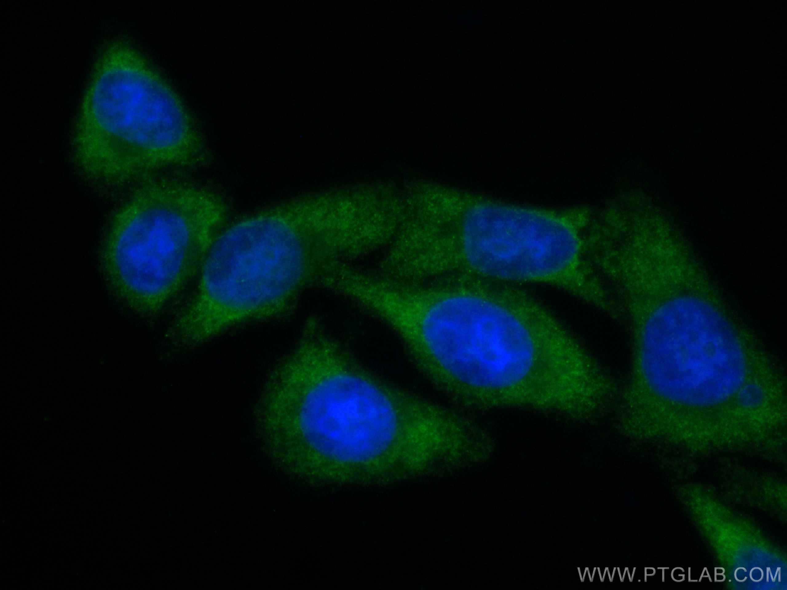 IF Staining of HepG2 using CL488-67566