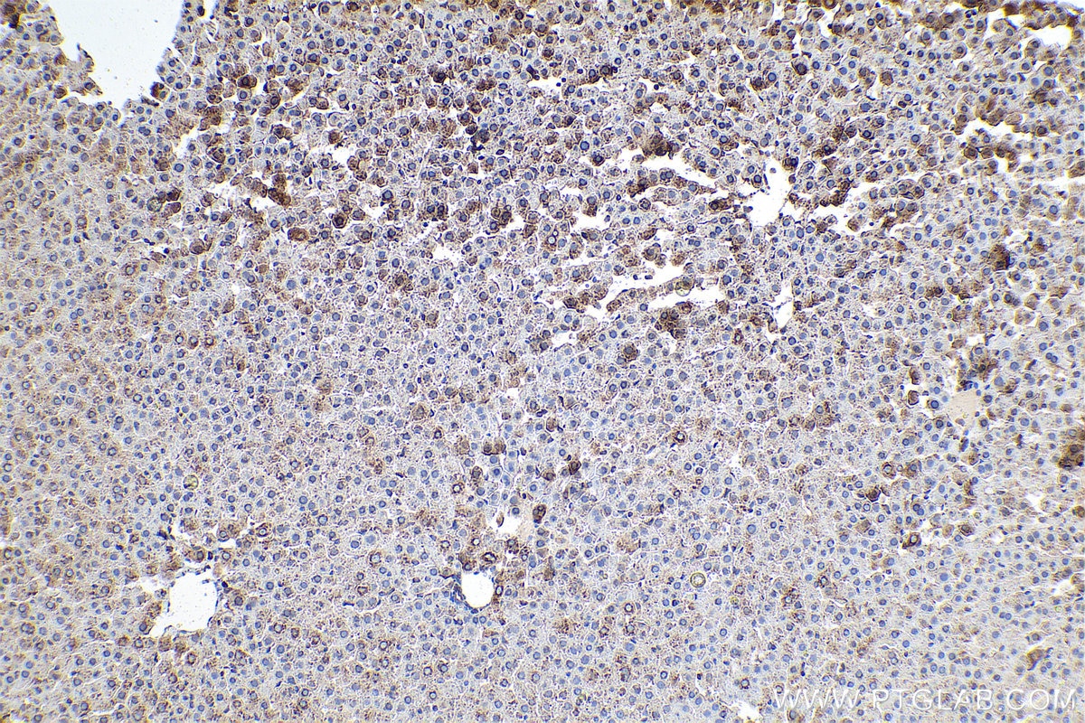 Immunohistochemistry (IHC) staining of rat liver tissue using RPS15 Polyclonal antibody (14957-1-AP)